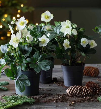 Helleborus Helleborus